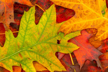 Naklejka na ściany i meble Colorful backround image of fallen autumnal leaves
