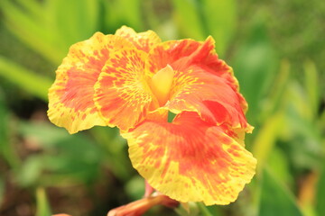 Canna Lily beautiful flower at the park