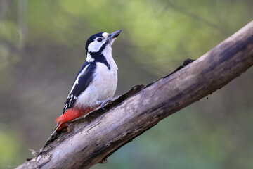 great spotted woodpecker