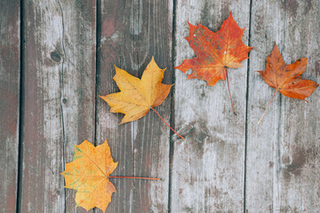 Naklejka na ściany i meble colorful autumn leaves on the old wooden background