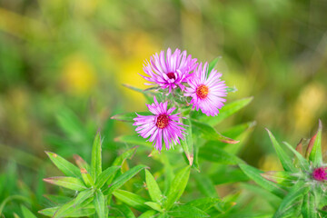 Purple asters in autumn on a blurred background.