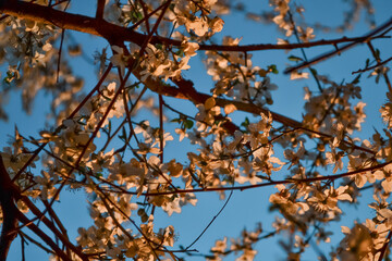 Blooming brown branches, twigs of spring apple tree with flowers with petals, stamens, leaves in warm sunset light. Blossom. Close-up. Blue sky backdrop