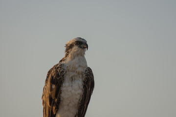 sea eagle sits and looks into the distance