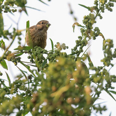 Common Linnet