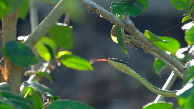 Painted bronzeback snake creeping on the tree