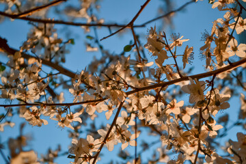 Blooming branches of spring apple tree with bright white flowers with petals, yellow stamens, green leaves in warm light of sun. Clear blue sky backdrop
