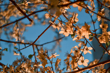 Blooming branches of spring apple tree with bright white flowers with petals, yellow stamens, green leaves in warm light of sunset. Clear blue sky background. City park