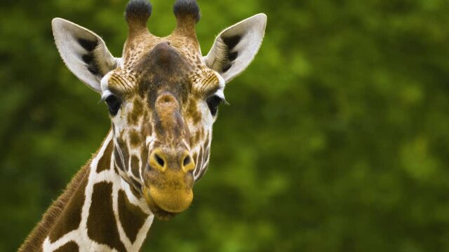 Close up of Giraffe head it looks like it is talking