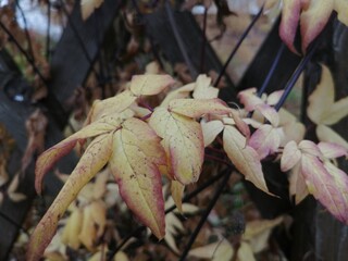 leaves in autumn