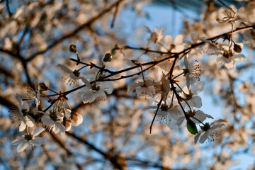 Bright white flowers of apple tree on branches of blooming spring tree in light of sun against the backdrop of clear blue sky. Park in city