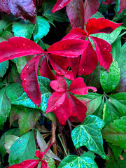 climbing plant leaves in red and green with drops of rainy day