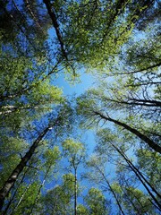 Bottom-up view of the sky in a beautiful forest. Photo by mobile phone
