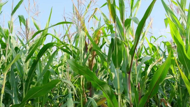 Tall Sweetcorn Vegetable Plants Field Blowing at the Wind