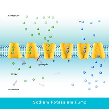 Graphical representation of sodium potassium channel: Movement of Na+ ion from cytosol (intracellular) to extracellular and K+ vice versa using ATP vector illustration 