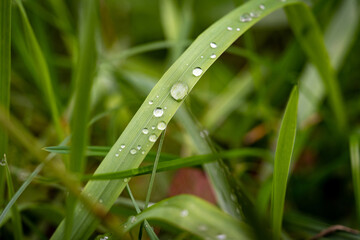 Grashalm mit Wassertropfen