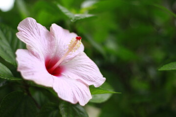 Fototapeta premium ハイビスカス