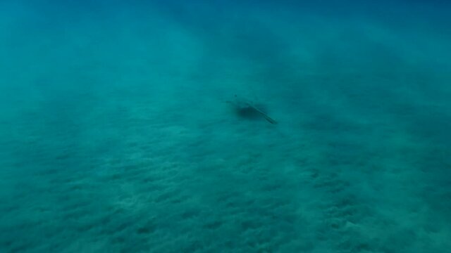 Сowtail Weralli stingray (Pastinachus sephen) swim over sandy-muddy bottom in sun rays. High-angle shot. Red sea, Egypt