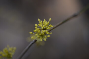 Cornus flower buds산수유 꽃망울