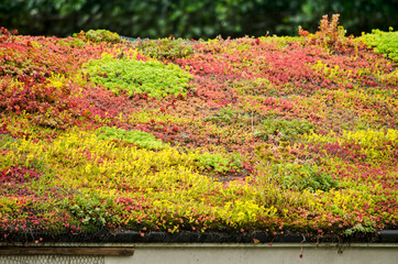 Vegetated sloping roof with sedum in vibrant yellow, red and green - obrazy, fototapety, plakaty