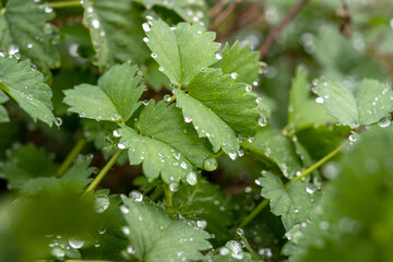 Pflanze nach einem Regenschauer
