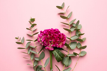 Pink unusual flower and green plant eucalyptus on a pastel background