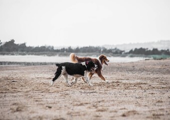 dogs on the beach