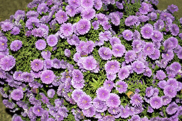 Fototapeta premium flowers