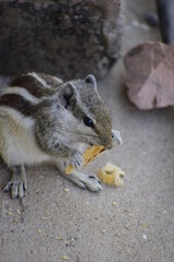 Squirrel Eating Nut With Her Tiny Hands