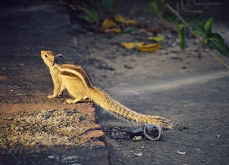 lizard on the ground