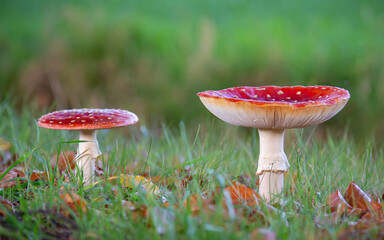 Side view of the Fly agaric (Amanita muscaria) mushroom, in high green grass.