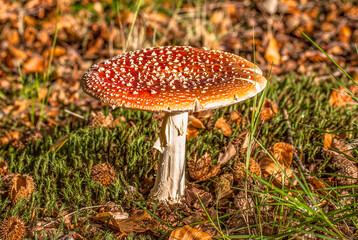 Fly agaric (Amanita muscaria) mushroom, in a forrest between the nutshells of the European Beech.