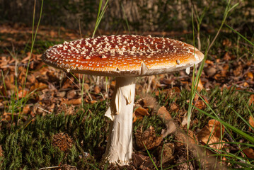 Fly agaric (Amanita muscaria) mushroom, in a forrest between the nutshells of the European Beech.