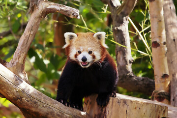 Adorable endangered red panda sitting on branch. Found in Nepal, India, Bhutan, China and Myanmar,...