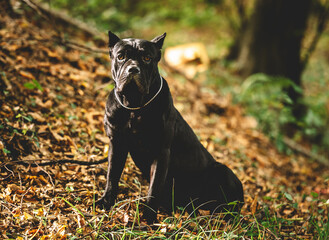 cane corso purebred dog in the forest