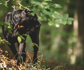 Cane Corso purebred dog playing in the meadow