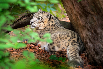 Snow leopard with green forest vegetation, Kashmir, India. Wildlife scene from Asia. Detail portrait of beautiful big cat, Panthera uncia. Wildlife scene from Asia.