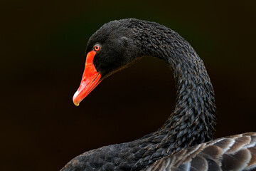 Black swan, Cygnus atratus, large waterbird from Australia. Wildlife scene from nature. Detail close-up portrait of black swan. Long neck with red bill.