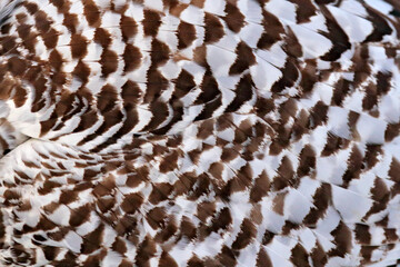 Plumage feathers detail of snowy owl.  Black and white close-up detail of owl. Bird in the nature habitat, Canada. White bird in the field, wildlife.