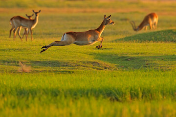 Implala jump in the grass savannah, Okavango South Africa. Impala in golden grass. Beautiful impala...