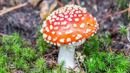 Close up fresh brightly colored hat red and with dots mushroom fly agaric, Amanita muscaria, with star moss undergrowth