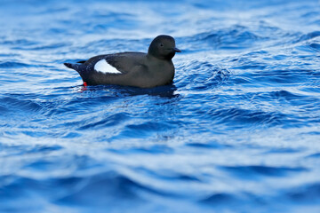 Brunnich's Guillemot, Uria lomvia, white birds with black heads in the sea water, Svalbard, Norway....