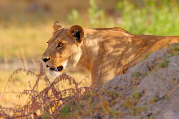 Safari in Africa. Big angry female lion Okavango delta, Botswana. African lion walking in the grass, with beautiful evening light. Wildlife scene from nature. Animal in the habitat.