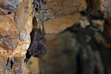 Western barbastelle, Barbastella barbastellus, in the nature cave habitat, Cesky kras, Czech....
