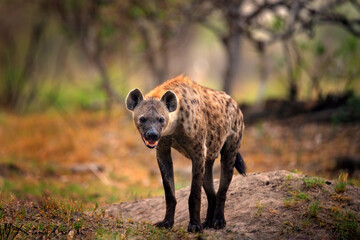 Hyena, detail portrait. Spotted hyena, Crocuta crocuta, angry animal near the water hole, dark forest with trees. Animal in nature, Okavango, Botswana. Wildlife Africa.