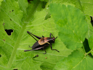 Grasshopper closeup