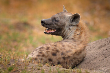 Obraz premium Young hyena pup, evening sunset light. Hyena, detail portrait. Spotted hyena, Crocuta crocuta, angry animal near the water hole, beautiful evening sunset and cub. Animal pup nature, Okavango, Botswana
