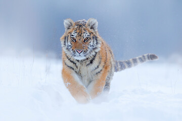 Tiger, cold winter in taiga, Russia. Snow flakes with wild Amur cat.  Tiger snow run in wild winter nature. Siberian tiger, Panthera tigris altaica. Action wildlife scene with dangerous animal.