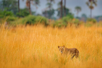 Lion in Okavango delta, Botswana. Safari in Africa. African lion walking in the grass, with beautiful evening light. Wildlife scene from nature. Animal in Africa. Big angry young lion in habitat.