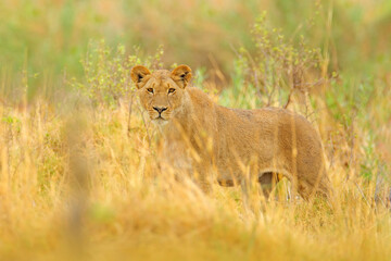 Lion in Okavango delta, Botswana. Safari in Africa. African lion walking in the grass, with beautiful evening light. Wildlife scene from nature. Animal in Africa. Big angry young lion in habitat.