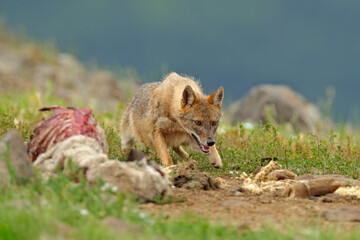 Jackal with sheep carcass. Bulgaria wildlife, Balkan in Europe. Golden jackal, Canis aureus, feeding scene on meadow, Eastern Rhodopes. Wild dog behaviour scene in nature. Mountain animal in habitat.
